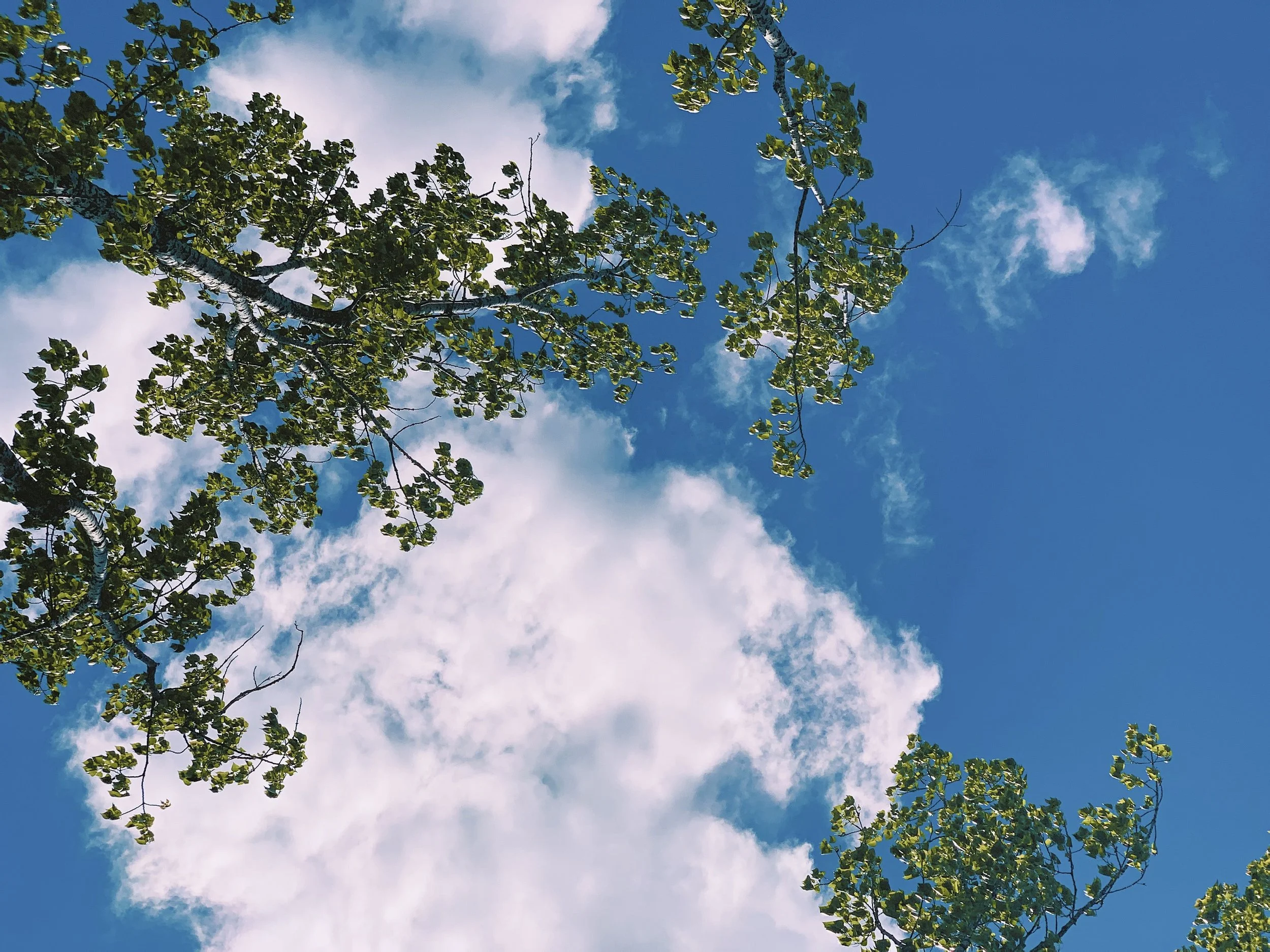 Looking up through sunlit birch branches to open blue sky — the calm above Megumi's care.